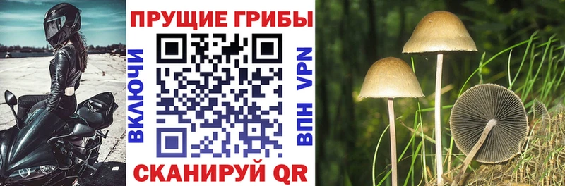гидра Белая Калитва Галлюциногенные грибы Cubensis